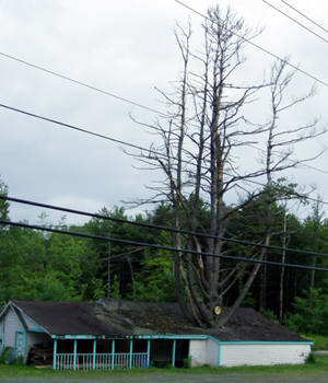 tree house